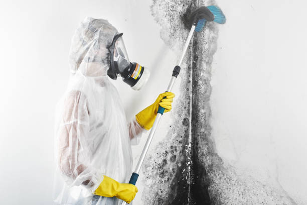 Best Mold Documentation for Insurance Claims  in Corcoran, MN